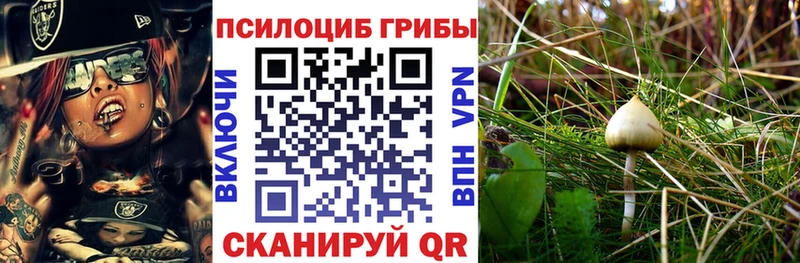 купить наркотик  Электрогорск  Галлюциногенные грибы MAGIC MUSHROOMS 